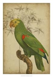 Parrot and Palm III | Obraz na stenu
