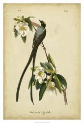 Audubon Fork-tailed Flycatcher | Obraz na stenu