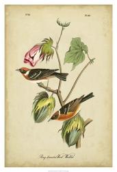 Audubon Bay Breasted Warbler | Obraz na stenu