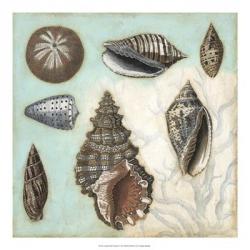 Antique Shell Collage I | Obraz na stenu