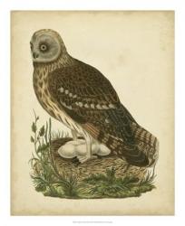 Antique Nozeman Owl I | Obraz na stenu