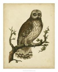 Antique Nozeman Owl II | Obraz na stenu