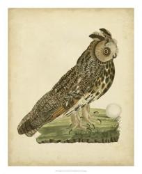 Antique Nozeman Owl III | Obraz na stenu
