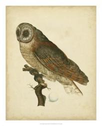 Antique Nozeman Owl IV | Obraz na stenu