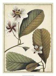 Ivory Botanical Study III | Obraz na stenu