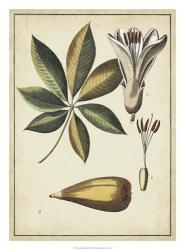 Ivory Botanical Study IV | Obraz na stenu