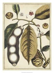 Ivory Botanical Study V | Obraz na stenu
