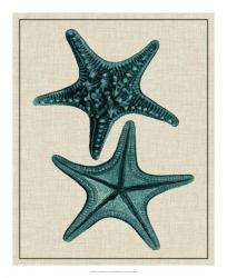 Coastal Starfish II | Obraz na stenu