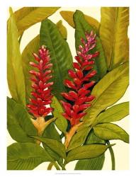 Tropical Red Ginger | Obraz na stenu