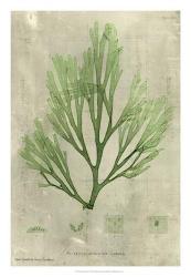 Emerald Seaweed II | Obraz na stenu