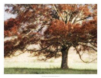 Sunbathed Oak I | Obraz na stenu