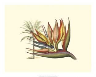 Bird of Paradise I | Obraz na stenu