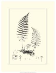 B&W Fern II | Obraz na stenu