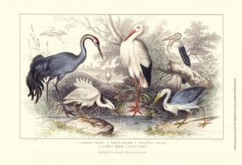 Herons, Egretsm and Cranes | Obraz na stenu