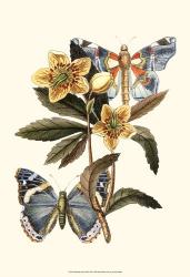 Butterfly Oasis III | Obraz na stenu