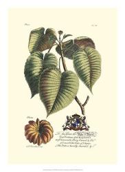 Royal Botanical I | Obraz na stenu
