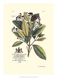 Royal Botanical VI | Obraz na stenu
