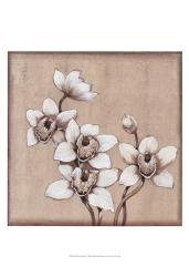 White Orchid I | Obraz na stenu