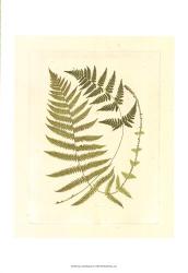 Ferns with Platemark V | Obraz na stenu