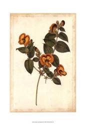 Vibrant Curtis Botanicals II | Obraz na stenu
