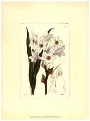White Curtis Botanical I | Obraz na stenu