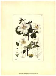 White Curtis Botanical III | Obraz na stenu
