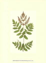 Woodland Ferns VII | Obraz na stenu