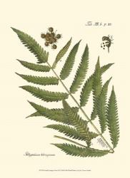 Small Antique Fern II | Obraz na stenu