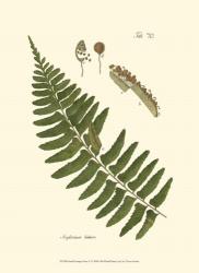 Small Antique Fern V | Obraz na stenu