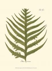 Small Antique Fern VIII | Obraz na stenu