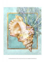 Conch Shell and Coral | Obraz na stenu