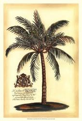 British Colonial Palm III | Obraz na stenu