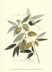 Ascolane Olives | Obraz na stenu