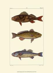 Freshwater Fish I | Obraz na stenu