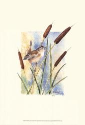 Marsh Wren and Cattails | Obraz na stenu