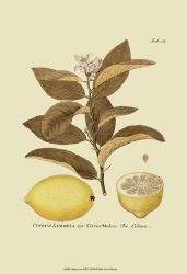 Antique Lemon | Obraz na stenu