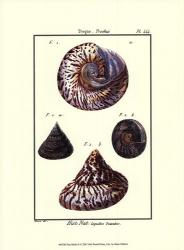 Sea Shells II | Obraz na stenu