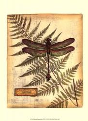 Royal Dragonflies III | Obraz na stenu