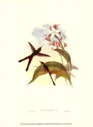 Small Gould Hummingbird III | Obraz na stenu