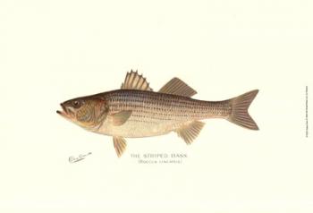 Striped Bass | Obraz na stenu