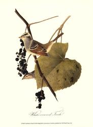 Audubon's Finch | Obraz na stenu