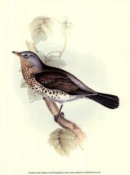 Gould's Fieldfare | Obraz na stenu