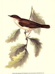 Gould's Nightingale | Obraz na stenu