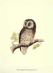 Morris Tengmalm's Owl | Obraz na stenu