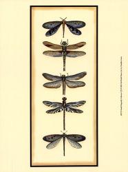 Small Dragonfly Collector I (P) | Obraz na stenu