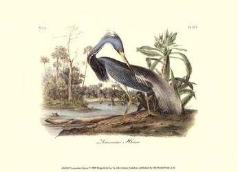 Louisiana Heron | Obraz na stenu