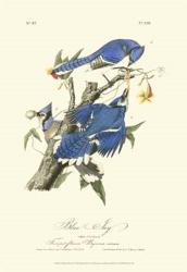 Audubon Blue Jays | Obraz na stenu