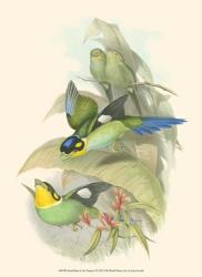 Small Birds of Tropics I | Obraz na stenu
