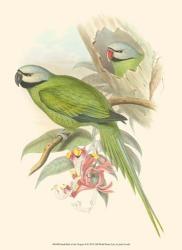 Small Birds of Tropics II | Obraz na stenu