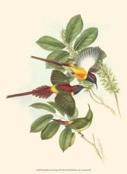 Small Birds of Tropics III | Obraz na stenu
